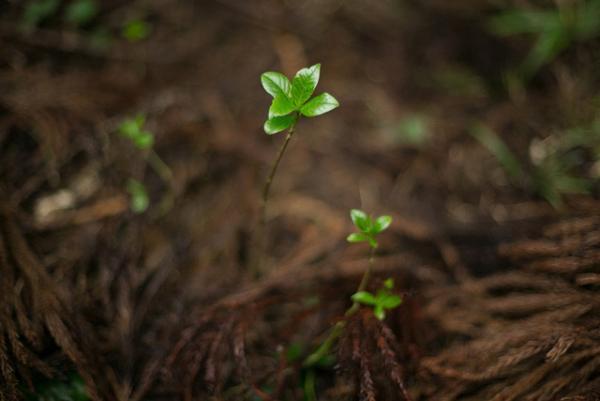 【サスティナブルな社会科見学】3世代先の森林を守る山守の仕事。循環する木の物語--vol.1