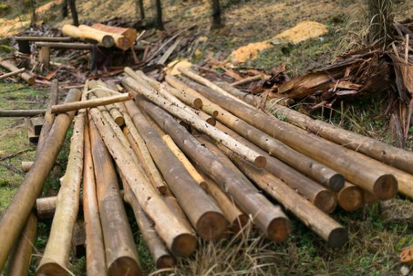 【サスティナブルな社会科見学】3世代先の森林を守る山守の仕事。循環する木の物語--vol.1