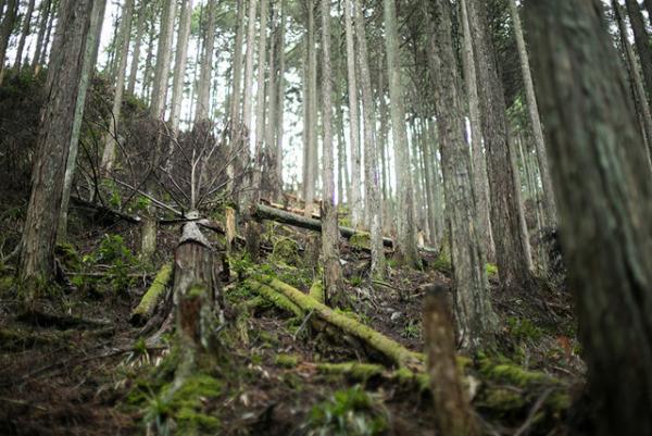【サスティナブルな社会科見学】3世代先の森林を守る山守の仕事。循環する木の物語--vol.1