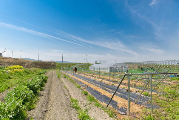 【サスティナブルな社会科見学】 酵素浴から受けた自然の恵みが畑を黄金に輝かせる。循環する木の物語--vol.5