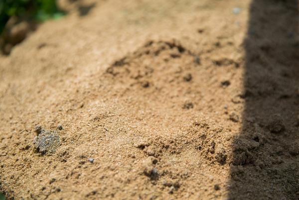 【サスティナブルな社会科見学】 酵素浴から受けた自然の恵みが畑を黄金に輝かせる。循環する木の物語--vol.5