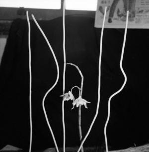 ブラジル移民写真家・大原治雄の写真展が新宿伊勢丹で開催、東京で見られるのはここだけ！