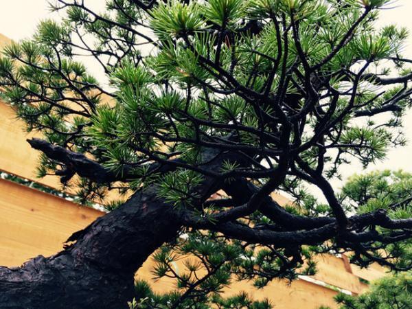 瀬戸内国際芸術祭にも出展した盆栽師・平尾成志による1日限りの“アートな盆栽”イベントがアーツ千代田3331で開催