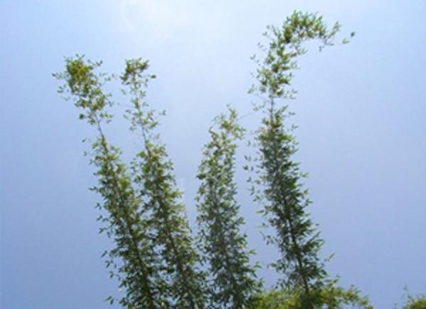 自然を大切に、体に良いものを。代々木VILLAGEで“エコ&amp;オーガニック”がテーマのマーケット開催！