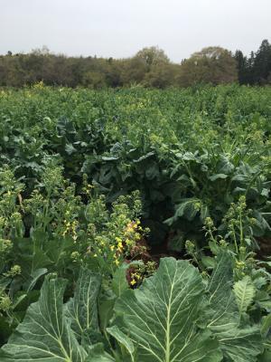 エル カフェ、オーガニック ケールを主役にしたメニュー。「ケールバーガー」や「ケールチキンサラダ」など