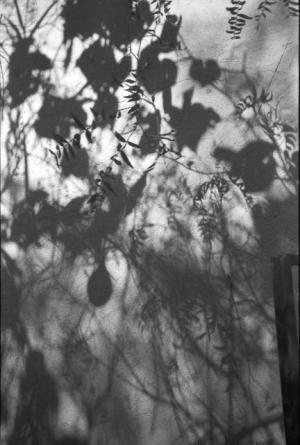 南米を代表する写真家アルバレス・ブラボが世田谷美術館で写真展。192点のモノクロプリントを年代順に公開