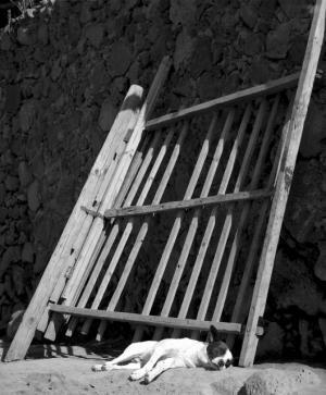 南米を代表する写真家アルバレス・ブラボが世田谷美術館で写真展。192点のモノクロプリントを年代順に公開