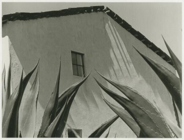 《リュウゼツランの上の窓》1974-76 年 Window on the agaves, 1974-76