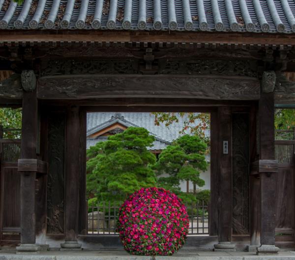 ニコライ・バーグマンが写真集を発売、太宰府天満宮で開催された展覧会「伝統開花」の作品を中心に収録