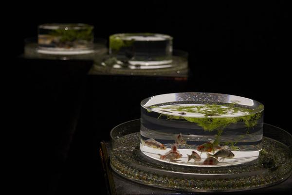 アートアクアリウム10周年記念祭が開幕、史上最大となる新作や舞い降りる8,000匹の金魚