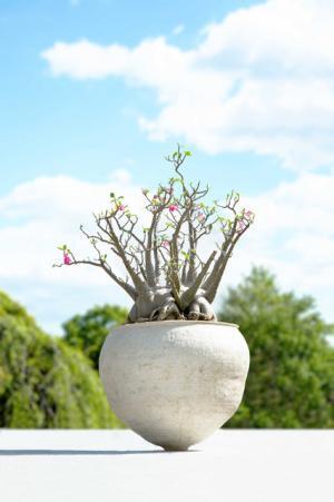 「ウルトラ植物博覧会」第二弾は“器と植物”がテーマ。会場構成はSIMPLICITYの緒方慎一郎が担当