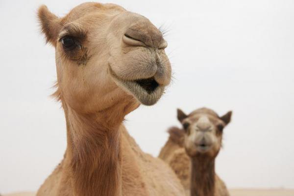 アラブ諸国の“食・モノ・文化”を五感で体感！日本最大級「アラビアンフェスティバル」が代々木公園で初開催