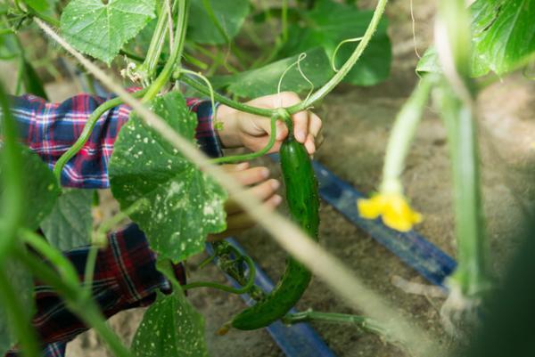 新潟県燕三条のものづくり現場を見学・体験できる年に1度の「工場の祭典」、今年は800年続く米農家なども参加