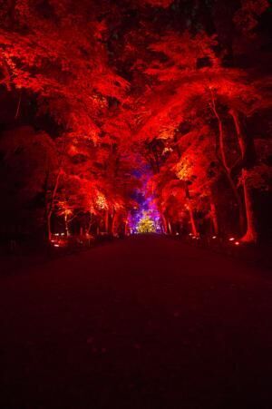 「呼応する木々、下鴨神社糺の森」