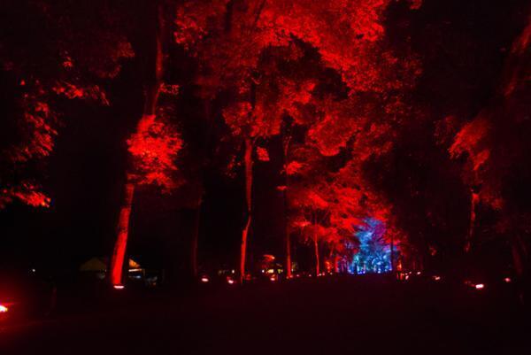 チームラボ、京都・下鴨神社を光のアート空間へ。夜の森に音色が響く