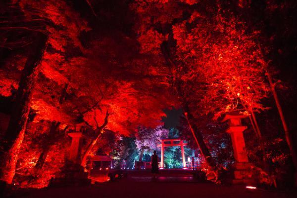 チームラボ、京都・下鴨神社を光のアート空間へ。夜の森に音色が響く