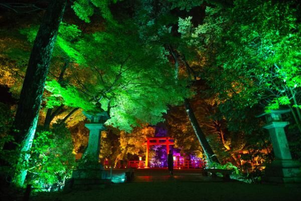 「呼応する木々、下鴨神社糺の森」