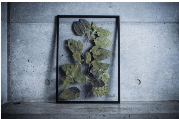 “飾れるハーブティー”に新作。表参道 ロケットに研究室のようなポップアップが出現！