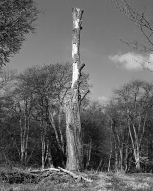 アディダス オリジナルスがカナダ発ウィングスアンドホーンズと初コラボ。スニーカーからウエアまで