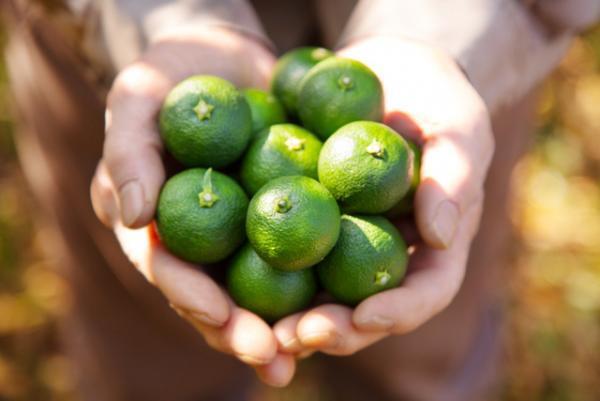多種のぶどう、“幻の梨”も食べられる!?旬の果実を楽しむ「フルーツ収穫祭」が今秋も開催！