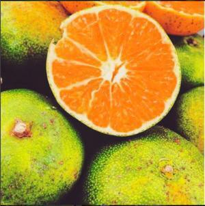 多種のぶどう、“幻の梨”も食べられる!?旬の果実を楽しむ「フルーツ収穫祭」が今秋も開催！