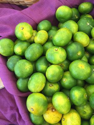 多種のぶどう、“幻の梨”も食べられる!?旬の果実を楽しむ「フルーツ収穫祭」が今秋も開催！