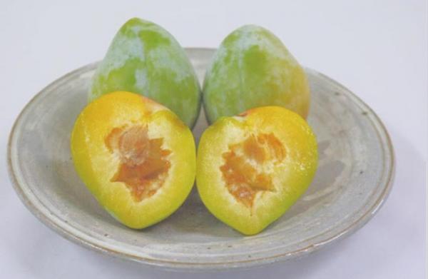 多種のぶどう、“幻の梨”も食べられる!?旬の果実を楽しむ「フルーツ収穫祭」が今秋も開催！