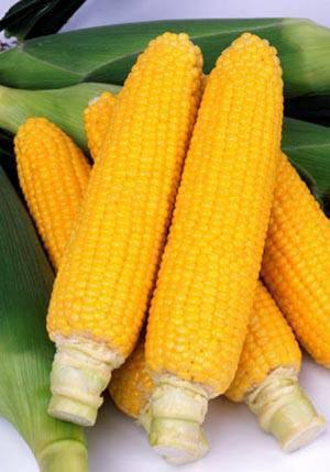 多種のぶどう、“幻の梨”も食べられる!?旬の果実を楽しむ「フルーツ収穫祭」が今秋も開催！