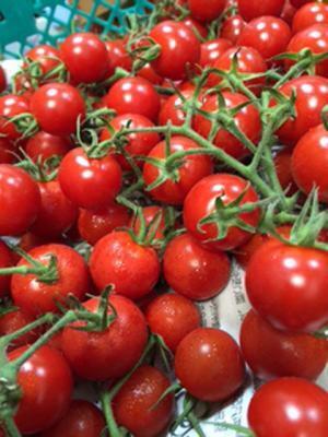 多種のぶどう、“幻の梨”も食べられる!?旬の果実を楽しむ「フルーツ収穫祭」が今秋も開催！