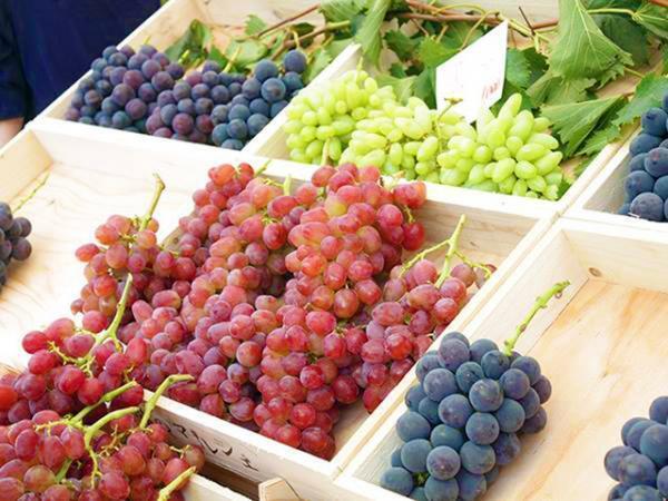 多種のぶどう、“幻の梨”も食べられる!?旬の果実を楽しむ「フルーツ収穫祭」が今秋も開催！