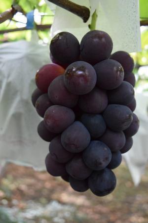 多種のぶどう、“幻の梨”も食べられる!?旬の果実を楽しむ「フルーツ収穫祭」が今秋も開催！