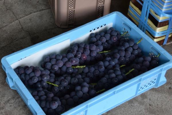 多種のぶどう、“幻の梨”も食べられる!?旬の果実を楽しむ「フルーツ収穫祭」が今秋も開催！