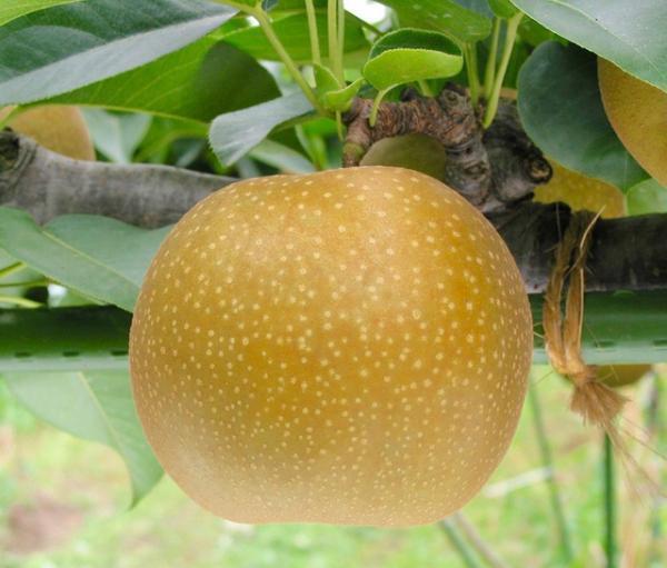 多種のぶどう、“幻の梨”も食べられる!?旬の果実を楽しむ「フルーツ収穫祭」が今秋も開催！