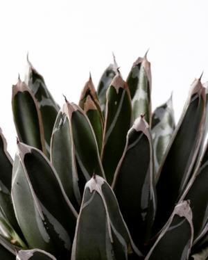 プラントハンター・西畠清順、植物文様の面白さにフォーカスした展覧会「世界の植物文様展」開催