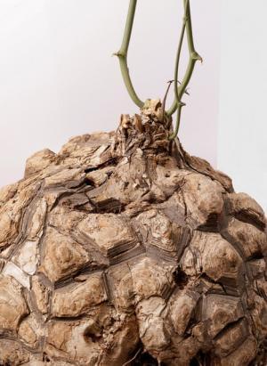 プラントハンター・西畠清順、植物文様の面白さにフォーカスした展覧会「世界の植物文様展」開催