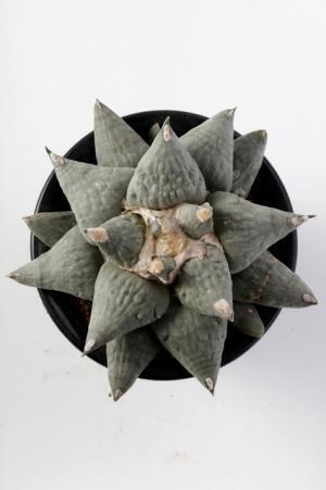 プラントハンター・西畠清順、植物文様の面白さにフォーカスした展覧会「世界の植物文様展」開催