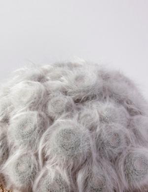 プラントハンター・西畠清順、植物文様の面白さにフォーカスした展覧会「世界の植物文様展」開催