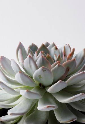 プラントハンター・西畠清順、植物文様の面白さにフォーカスした展覧会「世界の植物文様展」開催