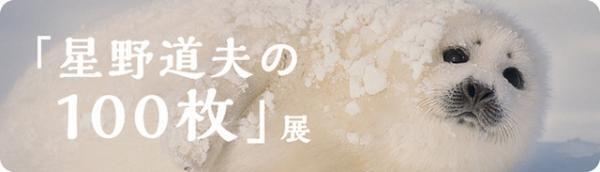 没後20年、星野道夫による写真展開催。アラスカの大自然で撮影した写真など、35mmのフィルムをルーペで鑑賞