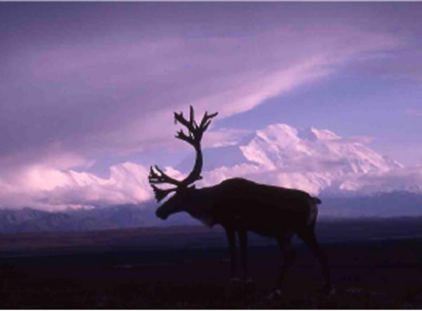 没後20年、星野道夫による写真展開催。アラスカの大自然で撮影した写真など、35mmのフィルムをルーペで鑑賞