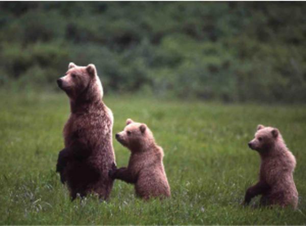 没後20年、星野道夫による写真展開催。アラスカの大自然で撮影した写真など、35mmのフィルムをルーペで鑑賞