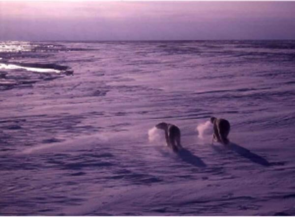 「北極海沿岸に、アザラシを求めてさまようホッキョクグマ」