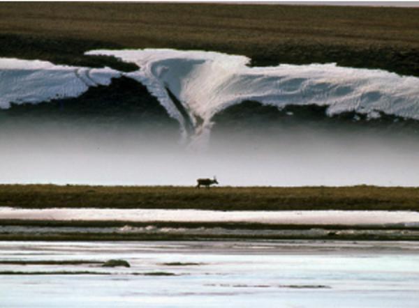 没後20年、星野道夫による写真展開催。アラスカの大自然で撮影した写真など、35mmのフィルムをルーペで鑑賞