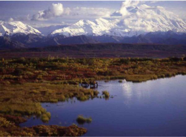没後20年、星野道夫による写真展開催。アラスカの大自然で撮影した写真など、35mmのフィルムをルーペで鑑賞
