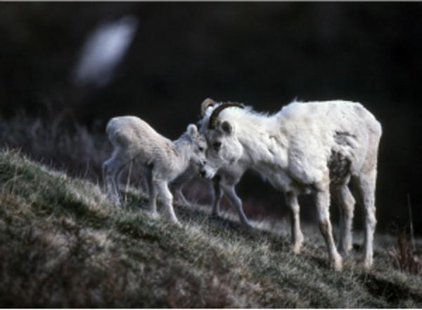 没後20年、星野道夫による写真展開催。アラスカの大自然で撮影した写真など、35mmのフィルムをルーペで鑑賞