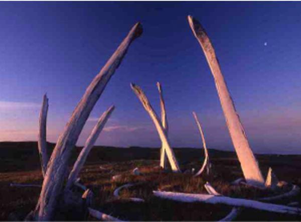 没後20年、星野道夫による写真展開催。アラスカの大自然で撮影した写真など、35mmのフィルムをルーペで鑑賞