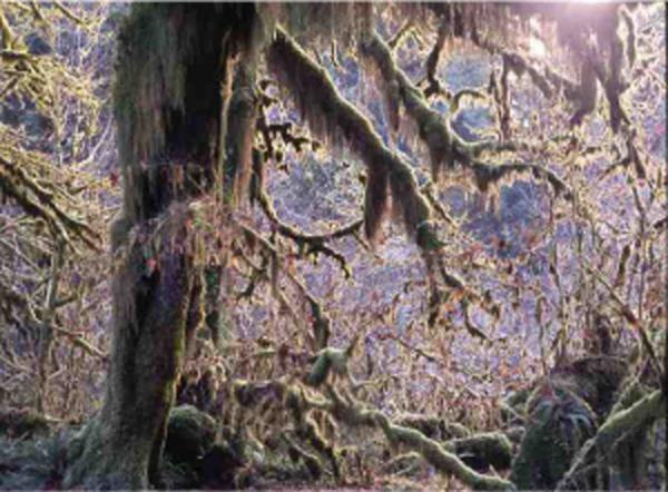 没後20年、星野道夫による写真展開催。アラスカの大自然で撮影した写真など、35mmのフィルムをルーペで鑑賞