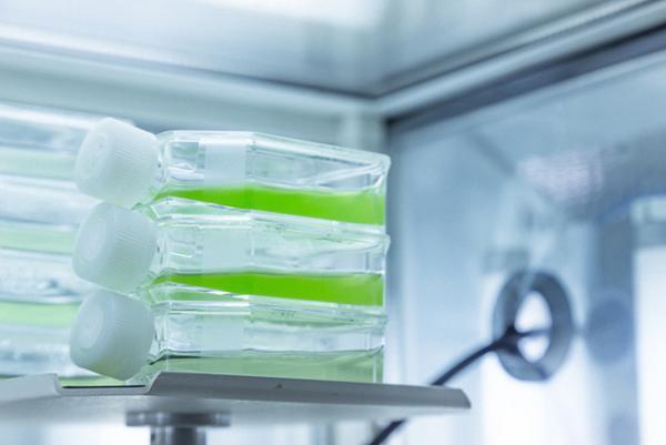 FabCafeにバイオラボがオープン。音楽を組み込んだ遺伝子組換え微生物作品を展示