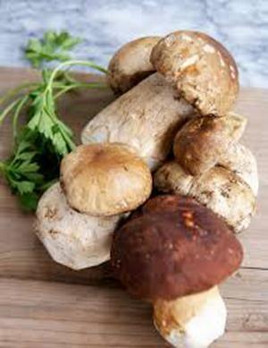 “きのこの王様”ポルチーニ尽くしのイタリアン。ミシュラン8年連続星獲得「ファロ資生堂」メニュー