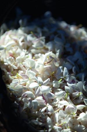 ディオール、シャーリーズ・セロンを起用したフレグランス「ジャドール」の新フィルムを世界同時公開